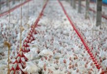 Devastating bird flu outbreak 2022 in the US