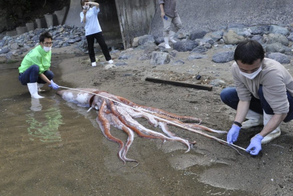 Giant squid washed ashore in Obama, Japan on April 20, 2022