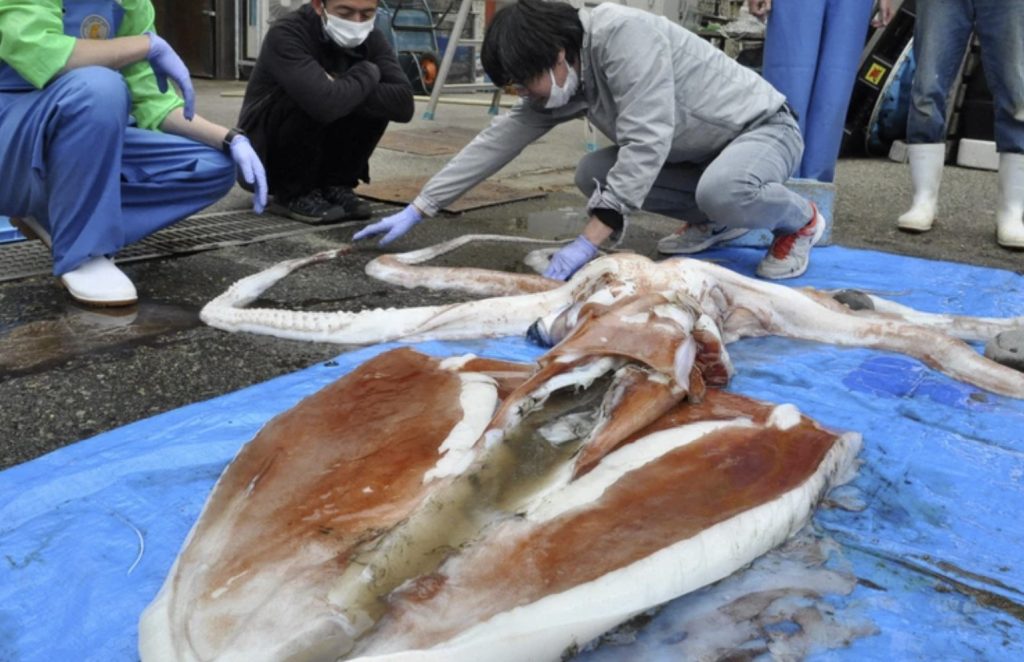 Giant squid washed ashore in Obama, Japan on April 20, 2022