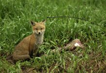 Bird flu makes jump to mammals as 3 baby foxes die in Michigan