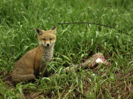 Bird flu makes jump to mammals as 3 baby foxes die in Michigan