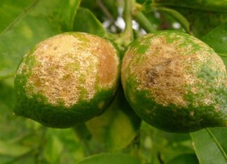 florida citrus disease