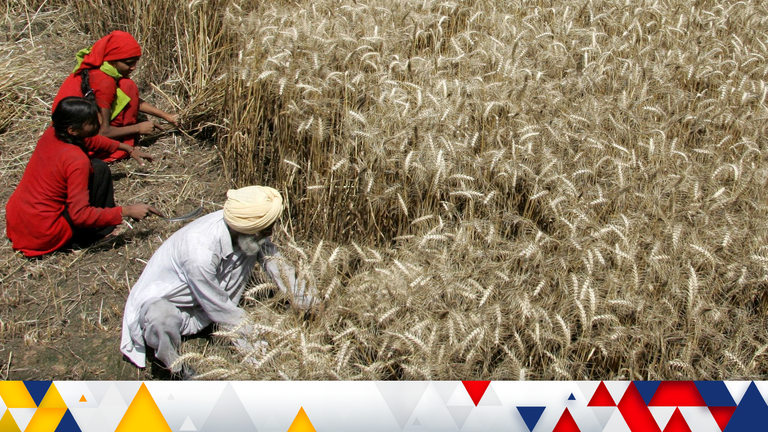 India bans wheat exports
