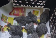 Baby swifts 'being cooked' alive as they leave nests in 100F heat wave in Spain