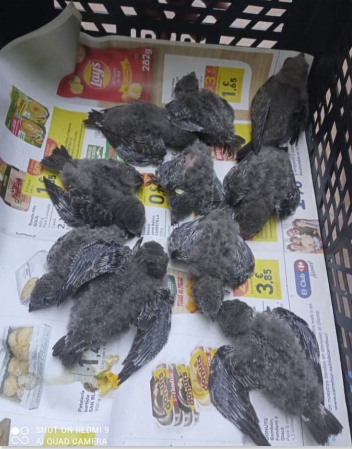 Baby swifts 'being cooked' alive as they leave nests in 100F heat wave in Spain