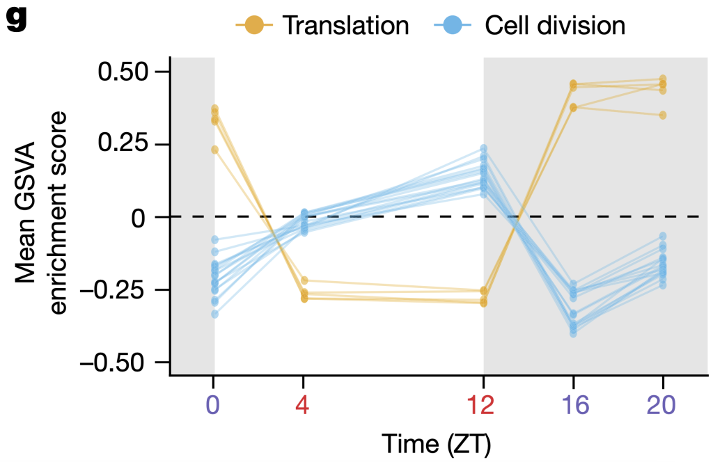 CTCs tend to express genes for cell division during sleep.