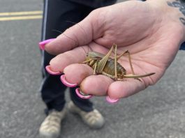 Mormon crickets and grasshoppers infestation in the US June 2022