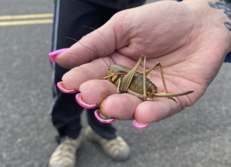 Mormon crickets and grasshoppers infestation in the US June 2022