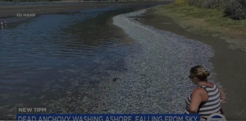 Thousands of dead anchovies wash ashore, fall from sky in California