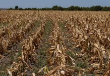 Heat wave in the US is devastating crops, cattle and farmers