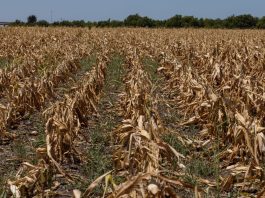Heat wave in the US is devastating crops, cattle and farmers