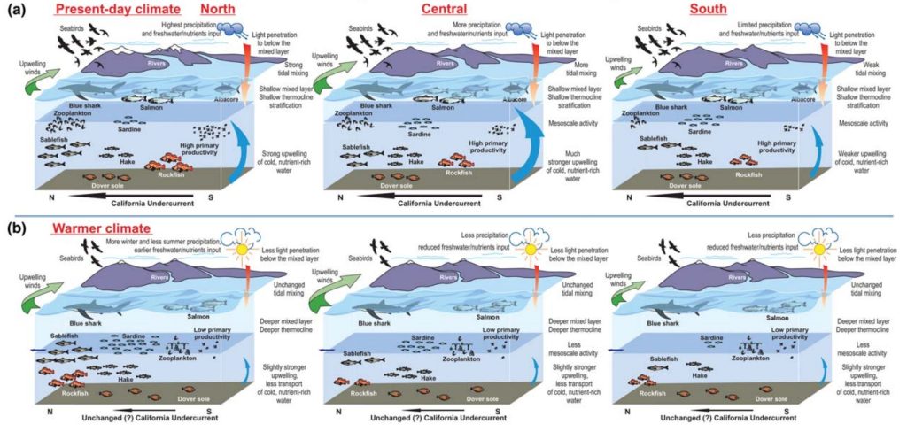 Schematic representations of the current climate and ecosystem conditions (a) of the three regions of the CCS (north, central, and south). Under the empirical data scenarios developed here, forecast climate and ecosystem conditions (b) would be represented with warmer surface waters; increased upwelling-favourable winds; a deepening thermocline; increased coastal stratification that may counteract upwelling and reduce nutrient enrichment and lower primary productivity. This scenario is associated with changes in distribution, northwards or inshore, of species such as Pacific sardine, Pacific hake, blue shark, and albacore tuna. Poor freshwater conditions and early marine survival may decrease Chinook salmon abundance. Long-lived, highly fecund species, such as Dover sole, sablefish, and rockfish may be able to withstand prolonged periods of poor recruitment, which coupled with northward shift in distribution, may result in higher biomass in the northern region. However, seabirds may exhibit a decline in abundance because of poor hatchling survival.