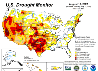 American farmers are killing their own crops and selling cows because of extreme drought