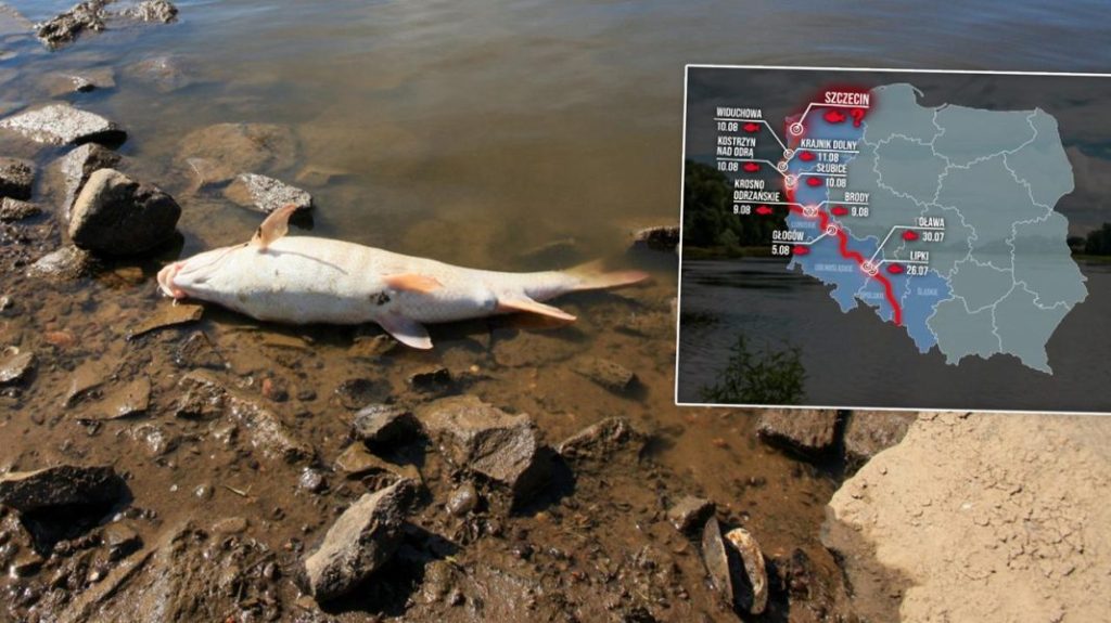 Oder river mass fish killing August 2022 Poland