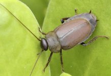 Scientists say cockroach milk is 3 times more nutritious than cow's milk