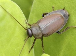 Scientists say cockroach milk is 3 times more nutritious than cow's milk