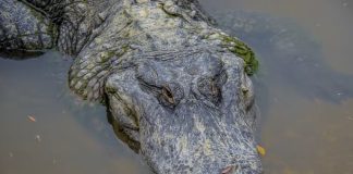 Alligators are suddenly attacking boats in Texas and no one knows why