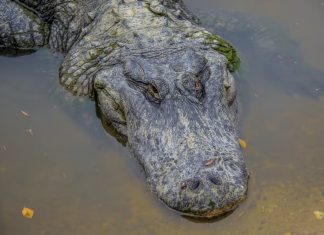 Alligators are suddenly attacking boats in Texas and no one knows why