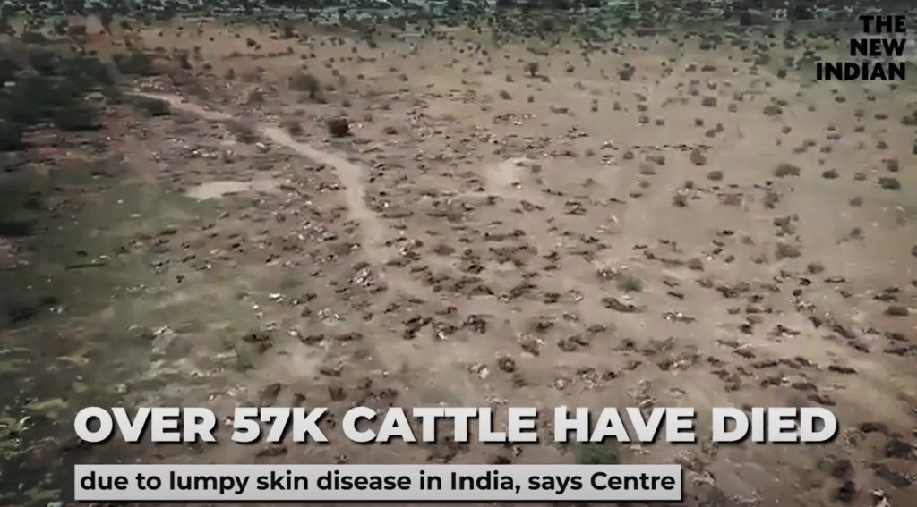 Вспышка нодулярного дерматита в Индии унесла жизни не менее 57 000 голов крупного рогатого скота