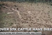 Lumpy skin disease outbreak in India kills at least 57,000 cattle