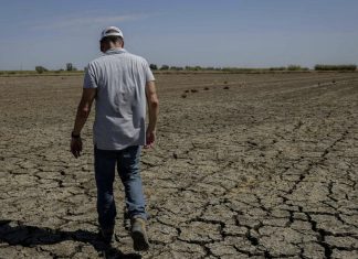 Rice fields in Colusa are devastated by the current drought