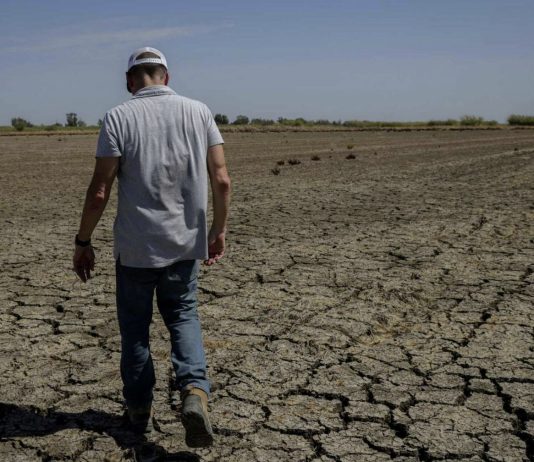 Rice fields in Colusa are devastated by the current drought