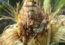 US farmers face plague of pests as global heating raises soil temperatures Milder winters could threaten crop yields as plant-eating insects spread northwards and become more voracious, researchers say