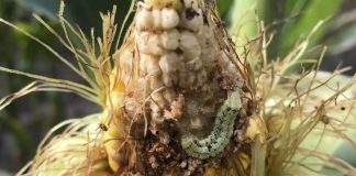 US farmers face plague of pests as global heating raises soil temperatures Milder winters could threaten crop yields as plant-eating insects spread northwards and become more voracious, researchers say