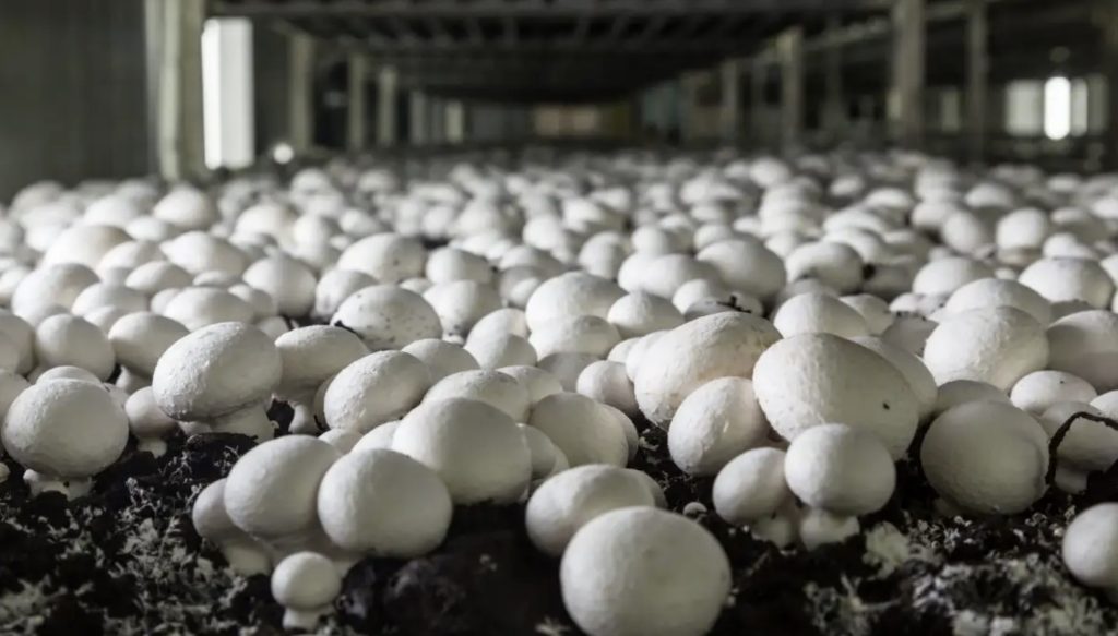 How To Choose A Reputable Supplier For Mushroom Spores