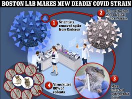 Outrage as Boston lab creates new deadly COVID strain that has an 80% kill rate, echoing dangerous experiments feared to have started pandemic