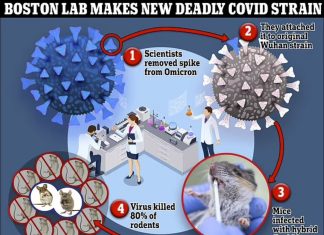 Outrage as Boston lab creates new deadly COVID strain that has an 80% kill rate, echoing dangerous experiments feared to have started pandemic