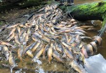 Drought kills tens of thousands of salmon in a single Canadian creek