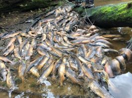Drought kills tens of thousands of salmon in a single Canadian creek
