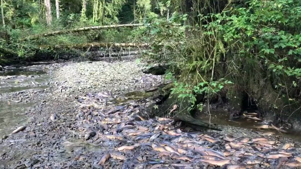 Low water levels and high temperatures have led to masses of rotting fish clogging the Neekas river, before the salmon could spawn the next generation.