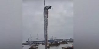Giant oarfish captured off Arica, Chile