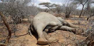 Hundreds of elephants, zebras die as Kenya weathers drought