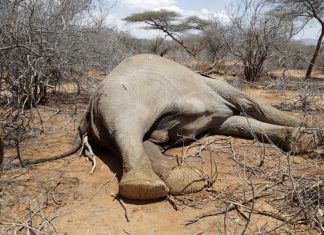 Hundreds of elephants, zebras die as Kenya weathers drought