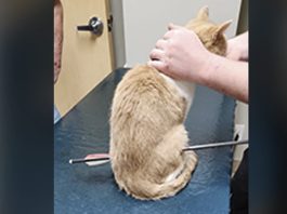 Up to $5,000 reward offered after cat shot with arrow in Cedar County