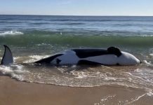 Killer whale dies on Florida beach