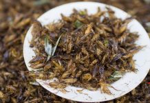EU allows house crickets in food products