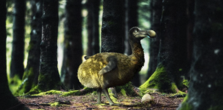 Colossal biosciences Startup wants to bring back the Dodo and wholly mammoth within 4 years