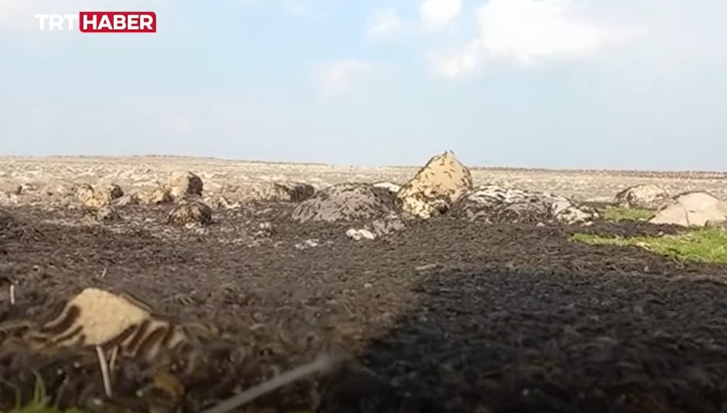 Caterpillar invasion in southern Turkey