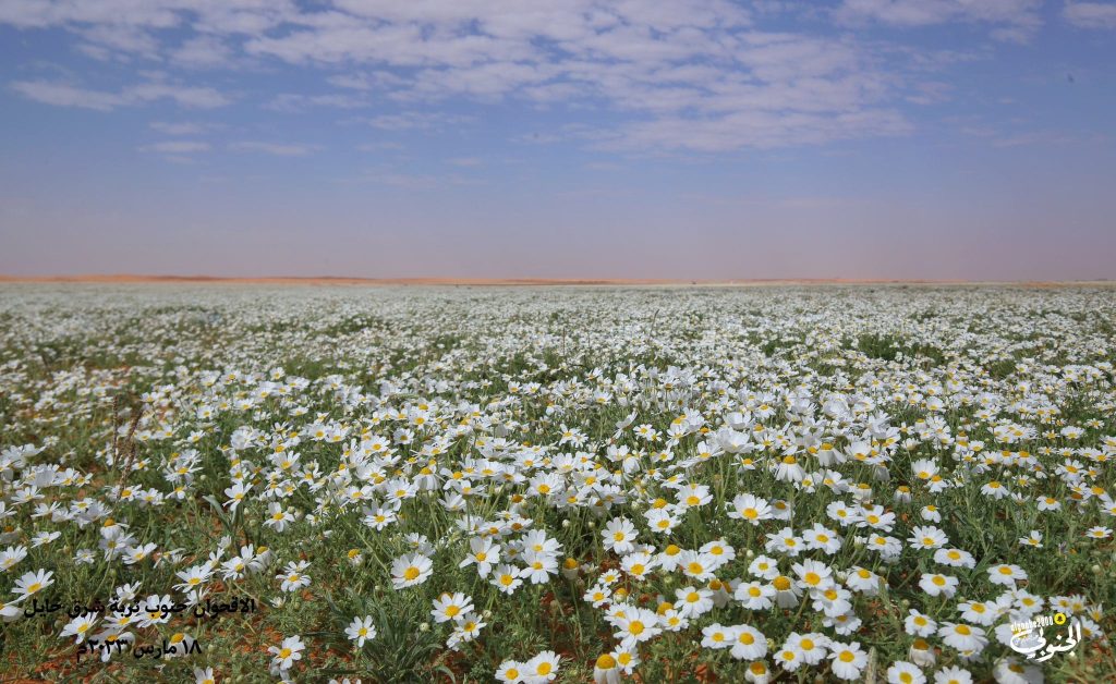 Desert superbloom in Jordan, desert flowers Jordan