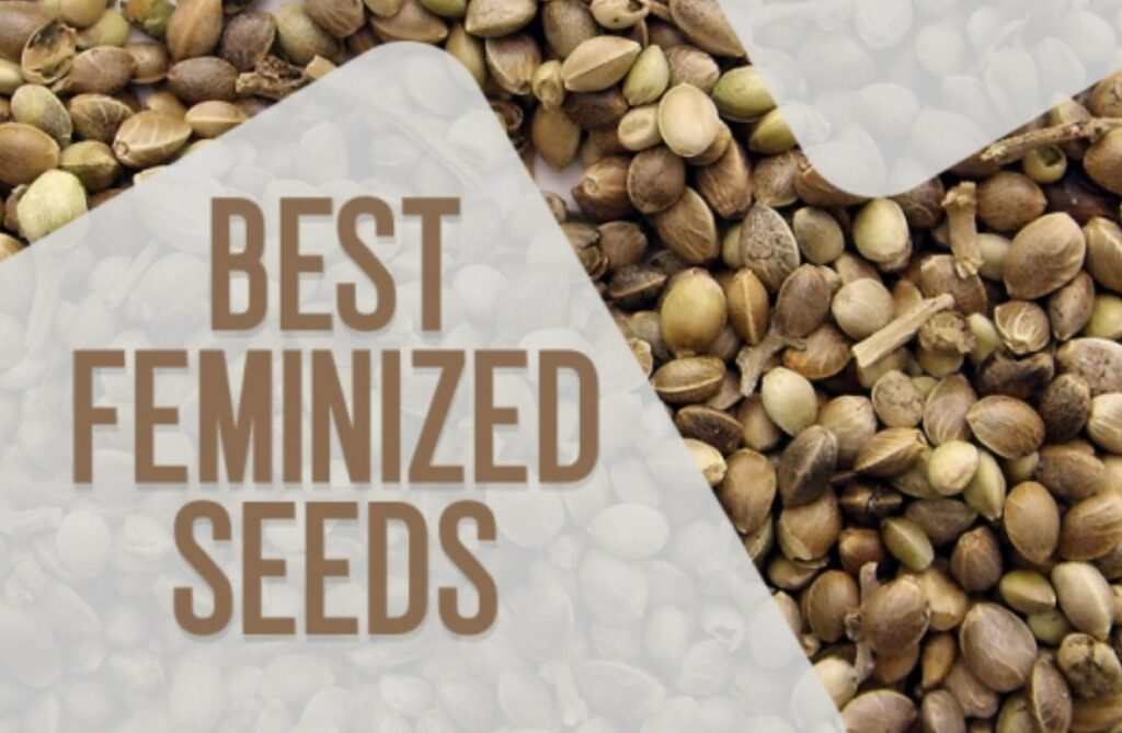 Best place to find and buy feminized seeds