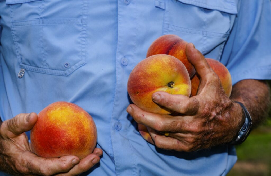 90% of Georgia's peach crop wiped out by prolonged cold snap and unseasonably warm winter