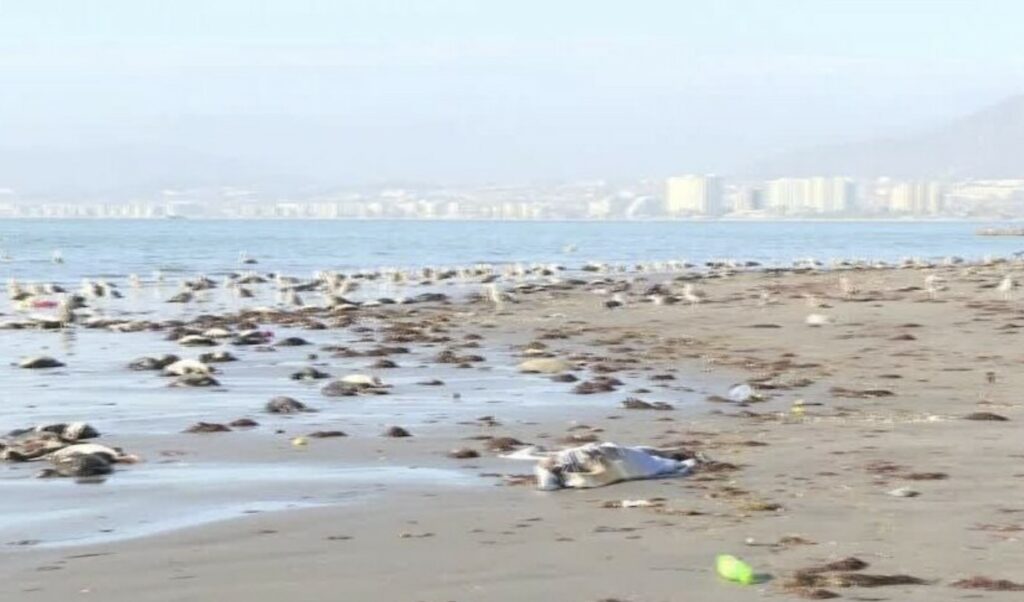 About 200 birds were found dead on a beach in northern Chile