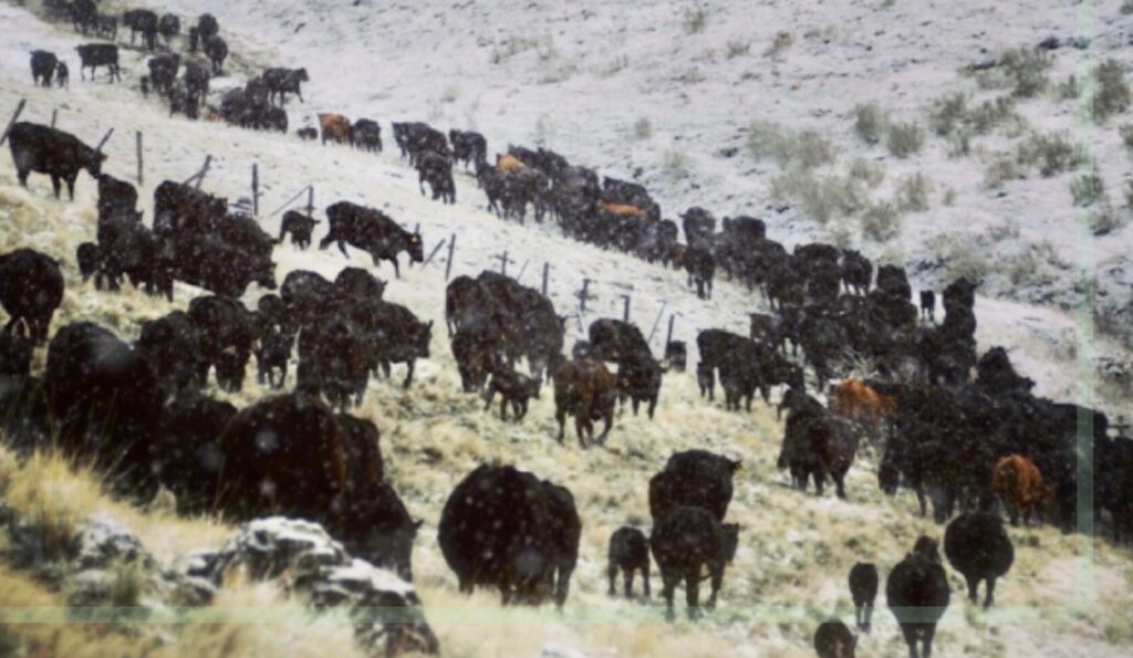 ranchers - Bad weather means brutal losses during calving season