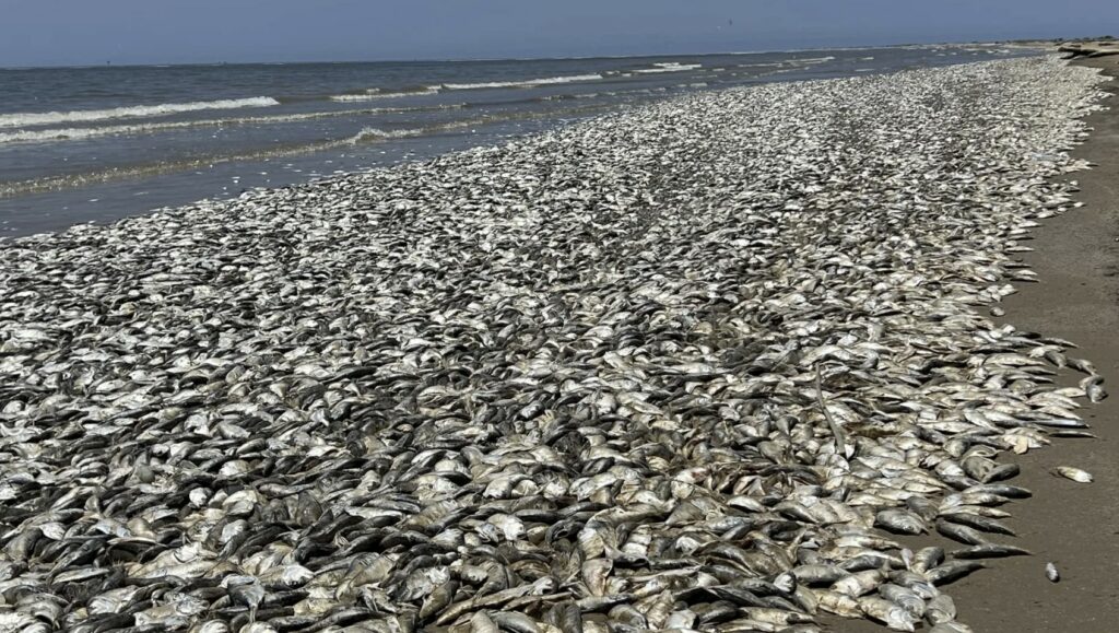 Thousands of dead fish wash ashore along Texas Gulf Coast