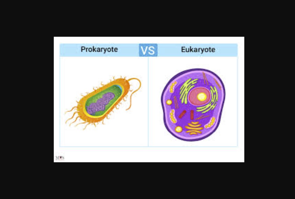 eukaryote vs prokaryote