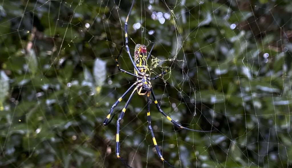 Joro spiders invasion USA. They come from East Asia